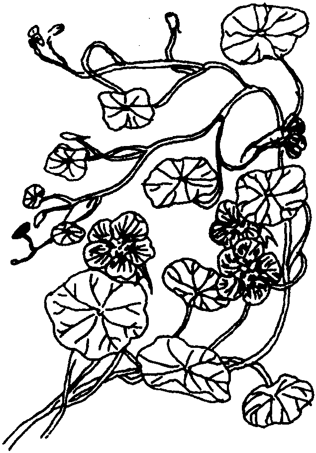 金莲花